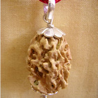 Two Mukhi Rudraksha Pendant (Large) nepal