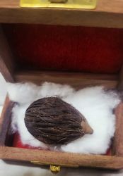Manmohini Phal talisman for luck , money and vashikaran