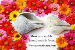 Ardhanarishvara Shankh – One of the Rarest Naturally Formed, Highly Auspicious Conch