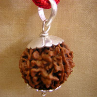 Seven Mukhi Rudraksha Pendant (Large)