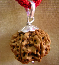 Eight Mukhi Rudraksha Pendant (Large)